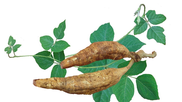 (Tổng hợp) Phương pháp trồng sắn dây cho năng suất cao