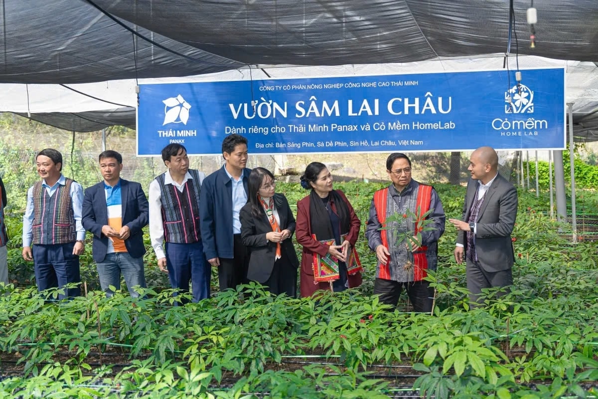 Sâm Lai Châu một trong những cây dược liệu quý, có giá trị cao. (Trong ảnh: Thủ tướng Chính phủ Phạm Minh Chính thăm vườn sâm Lai Châu tại huyện Sìn Hồ)