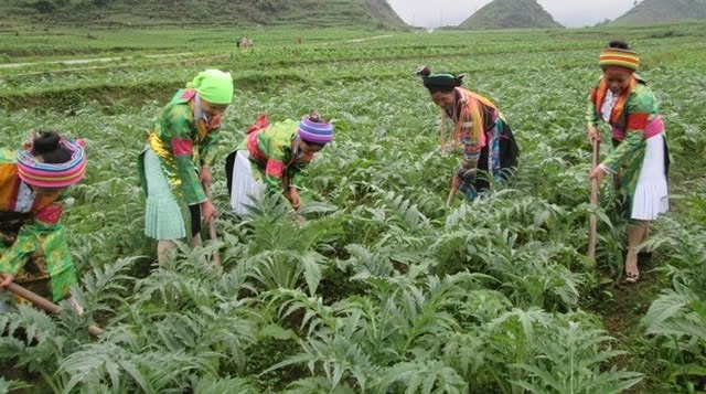Việc phát triển ngành công nghiệp dược liệu không chỉ phục vụ cho công tác chăm sóc bảo vệ sức khỏe Nhân dân mà còn góp phần tạo sinh kế bền vững, tăng thu nhập cho người dân vùng DTTS miền núi