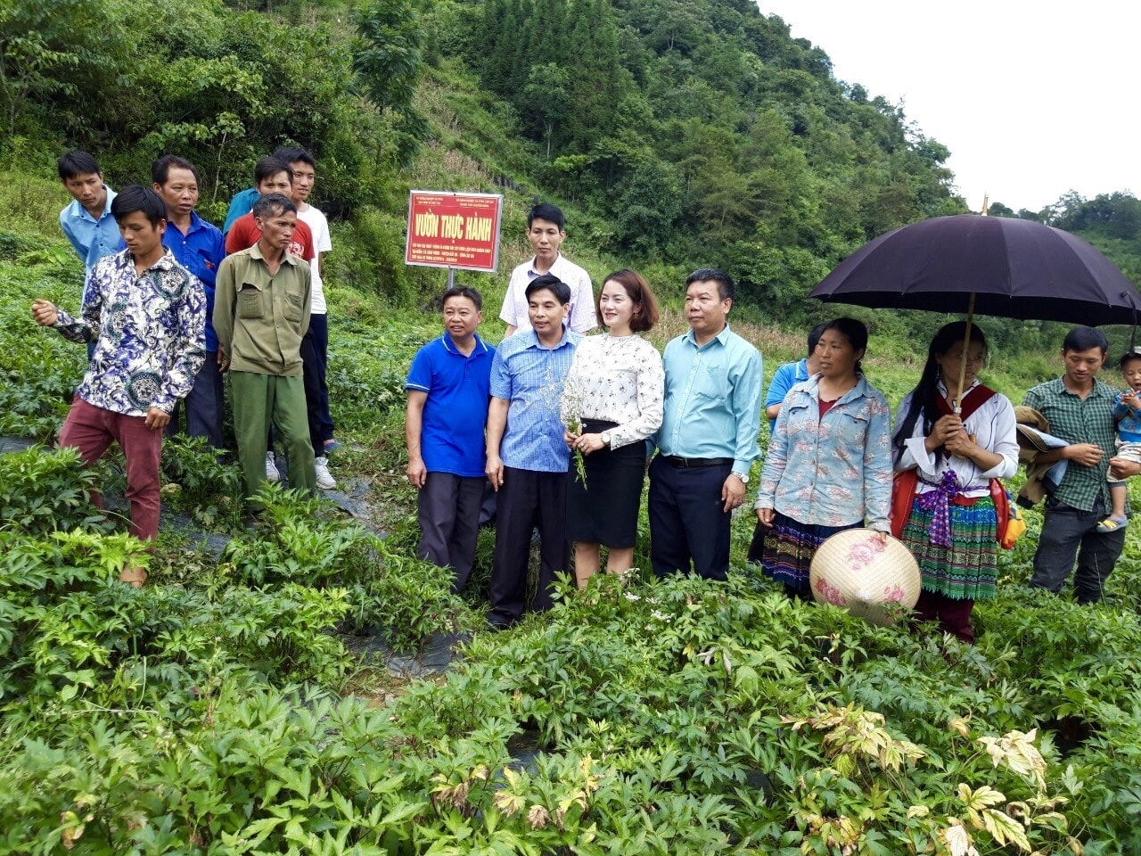 Nguồn thu từ ngành trồng dược liệu góp phần quan trọng trong việc tạo sinh kế bền vững, thúc đẩy phát triển kinh tế- xã hội vùng đồng bào DTTS và miền núi.