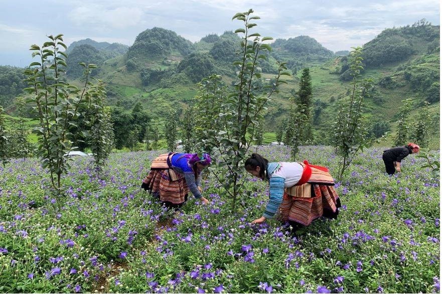 Bà con dân tộc ở Lào Cai trồng xen canh cây dược liệu và cây ăn quả mang lại hiệu quả kinh tế