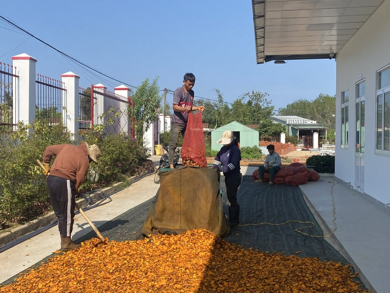 Dược liệu chủ yếu xuất khẩu dạng thô, quy mô manh mún, nhỏ lẻ