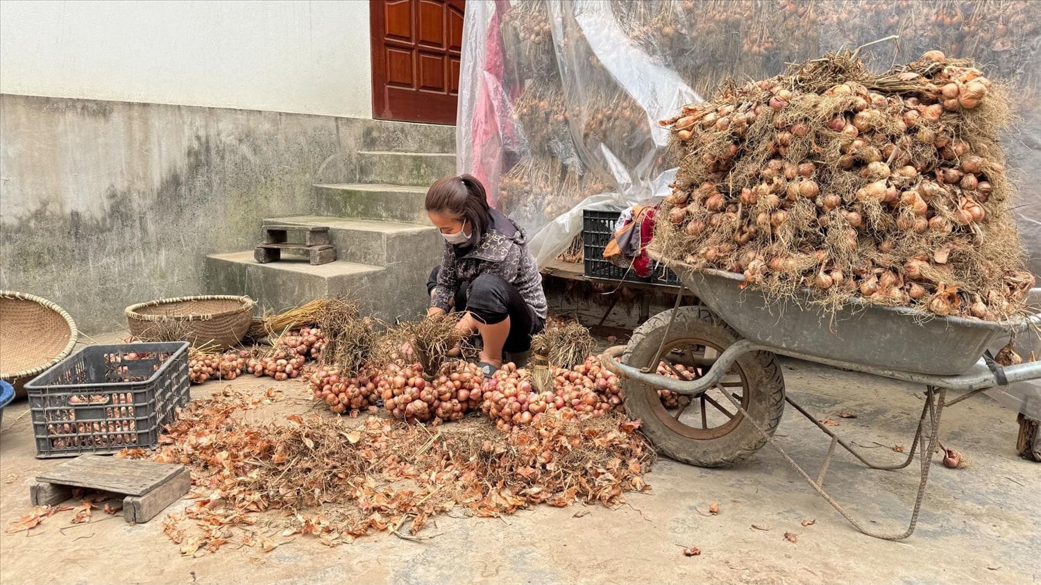 Người nông dân giàu lên nhờ trồng hành - tỏi