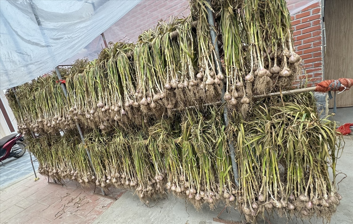 Tỏi Kinh Môn cho giá trị dinh dưỡng cao
