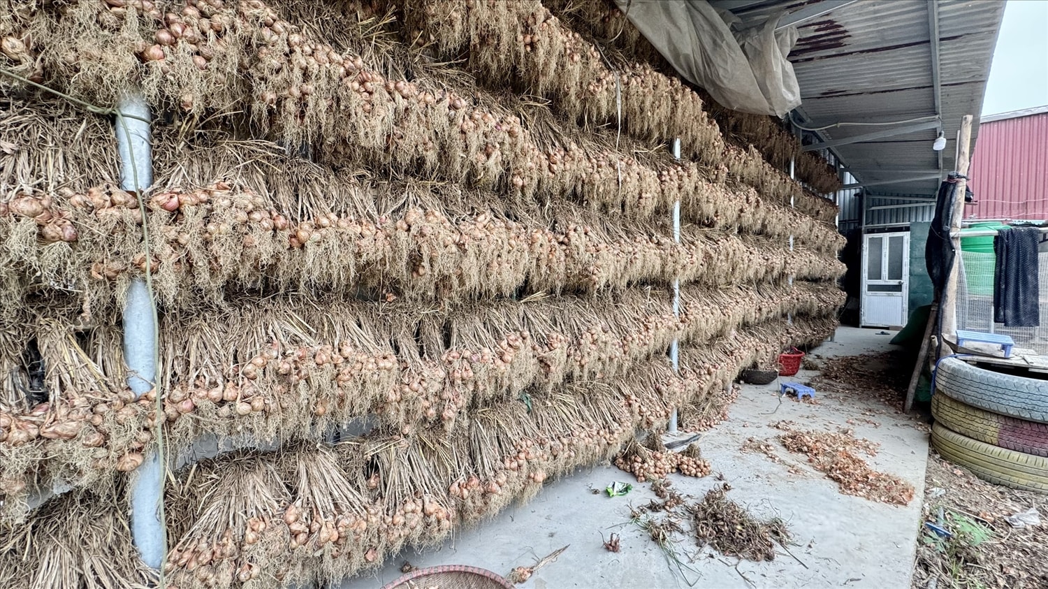 Người dân thu hoạch và bảo quản hành - tỏi