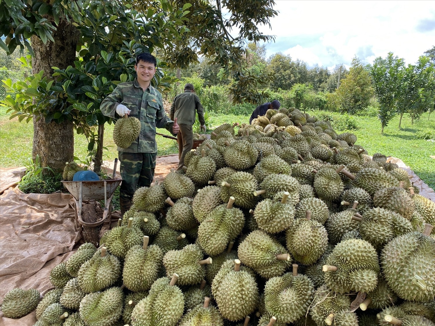 Người dân thôn Cao Bằng thu hoạch cà phê và sầu riêng