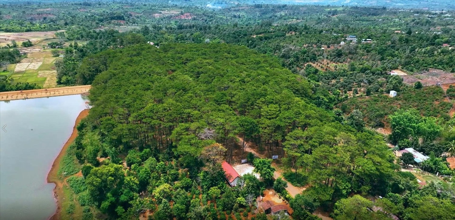 Đồi thông thuộc buôn Trinh, thị xã Buôn Hồ luôn xanh mát, được coi là lá phổi xanh cho cả vùng.