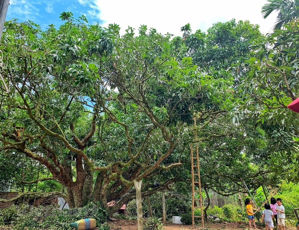 Cây vải Tổ vào mùa thu hoạch 