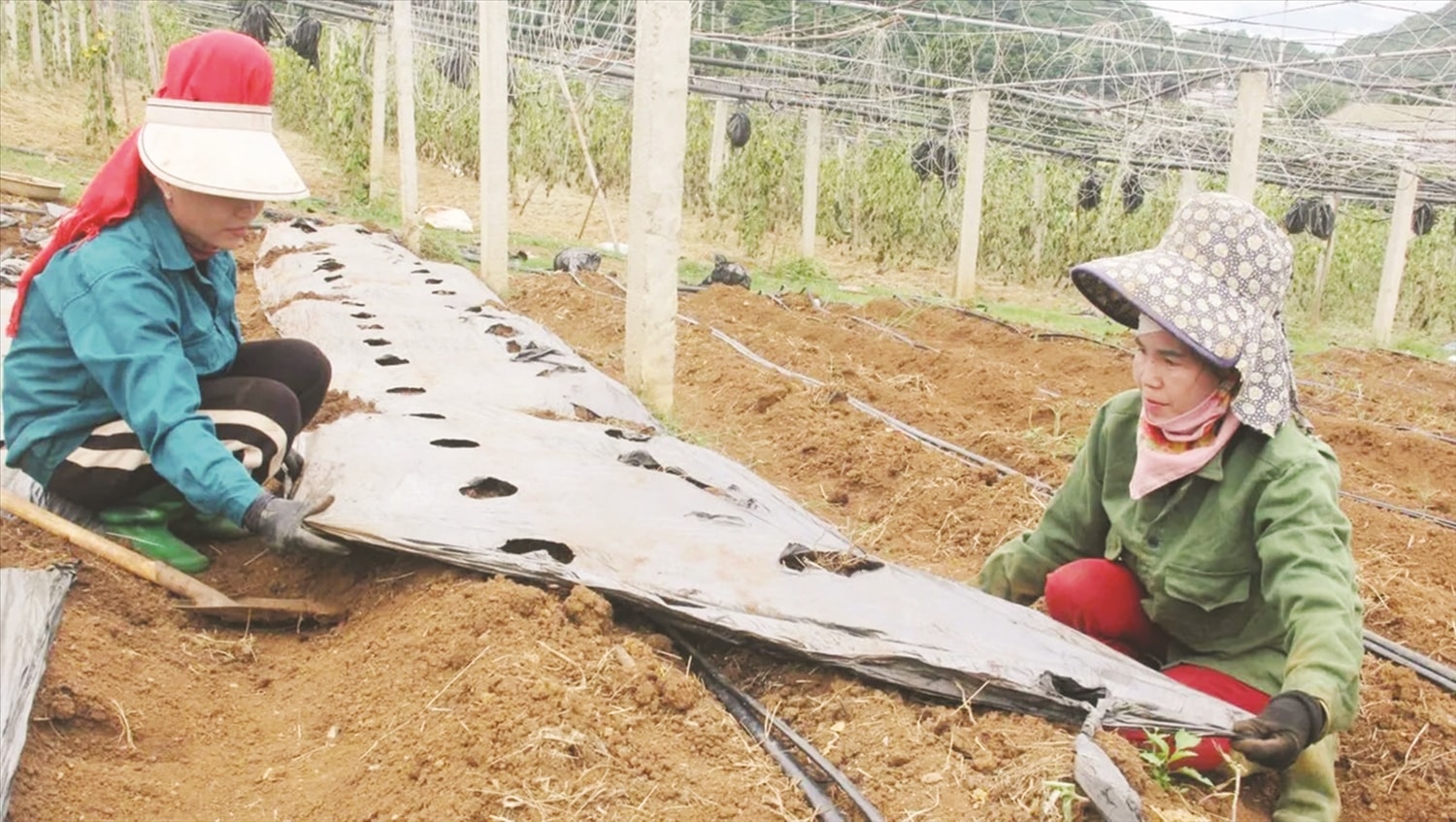 Nông dân xã Chiềng Ban, huyện Mai Sơn được hỗ trợ sản xuất từ Chương trình MTQG 1719 Nông dân xã Chiềng Ban, huyện Mai Sơn được hỗ trợ sản xuất từ Chương trình MTQG 1719