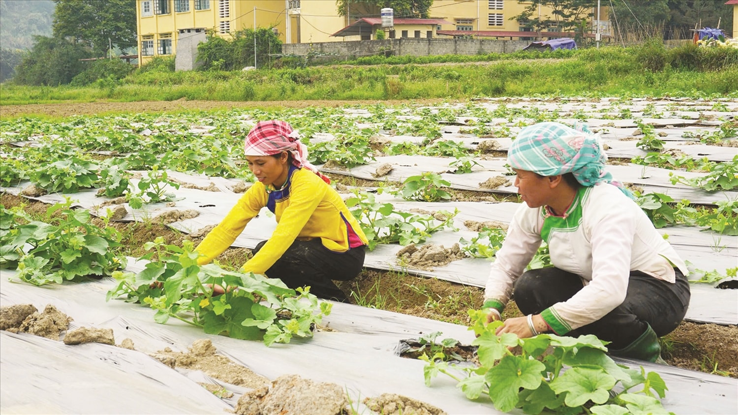 Người dân xã Quang Kim, huyện Bát Xát cải thiện thu nhập từ các giống cây trồng mới Người dân xã Quang Kim, huyện Bát Xát cải thiện thu nhập từ các giống cây trồng mới