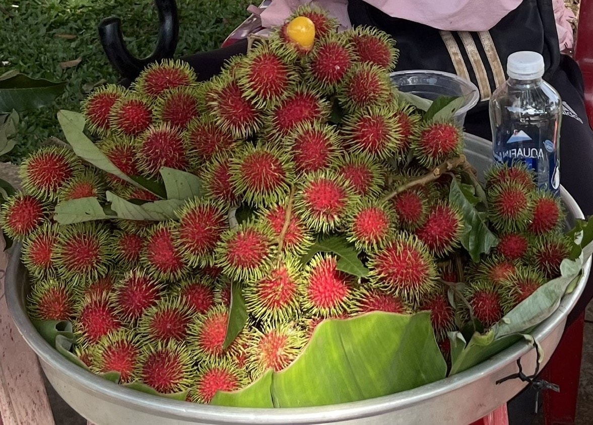 Quả chôm chôm rừng