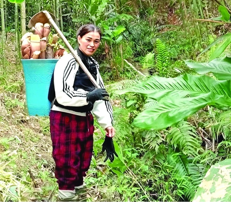 Người dân huyện biên giới Quan Sơn hái măng rừng