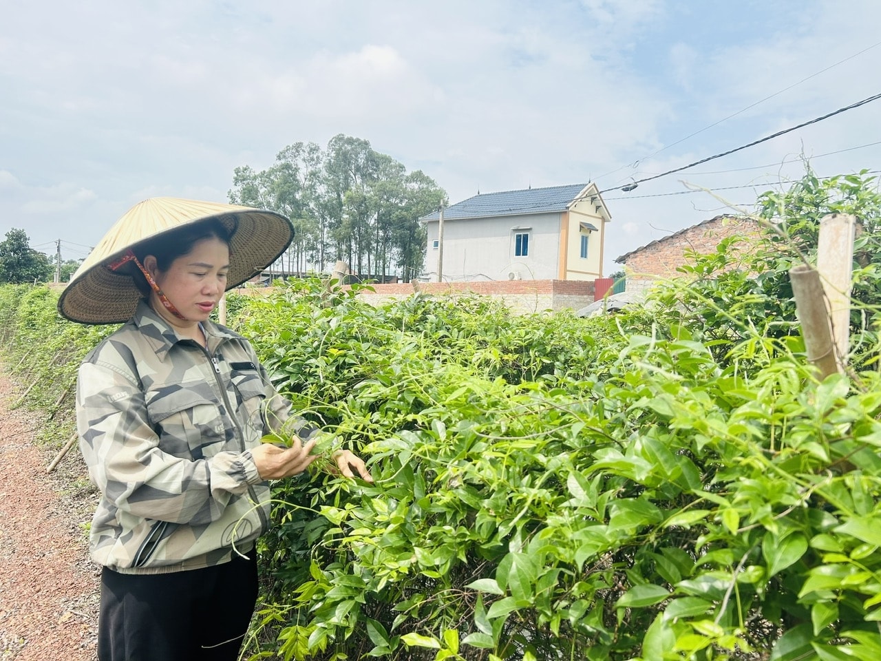 Theo chị Trần Thị Thanh, các bộ phận của cây sâm nam gồm rễ, thân, và lá cây đều có thể sử dụng và chế biến thành các sản phẩm  có tác dụng tốt cho sức khỏe
