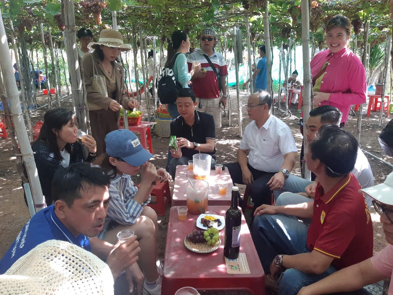 Các học viên trải nghiệm thực tế tại vườn nho Thanh Thủy, huyện Ninh Hải, tỉnh Ninh Thuận