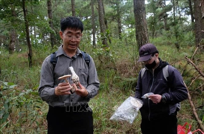 Tiến sỹ Trương Bình Nguyên (Đại học Đà Lạt) có nhiều năm nghiên cứu về nấm hướng dẫn phân biệt các loại nấm rừng thông Đà Lạt bằng hình thái, màu sắc bên ngoài. Ảnh:TTXVN