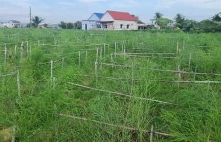 Vốn tín dụng đang “phủ xanh” vùng đất đầy nắng và gió Ninh Thuận. (Trong ảnh: Mô hình trồng măng tây từ vốn vay tín dụng đang đem lại hiệu quả cao ở xã An Hải, huyện Ninh Phước)