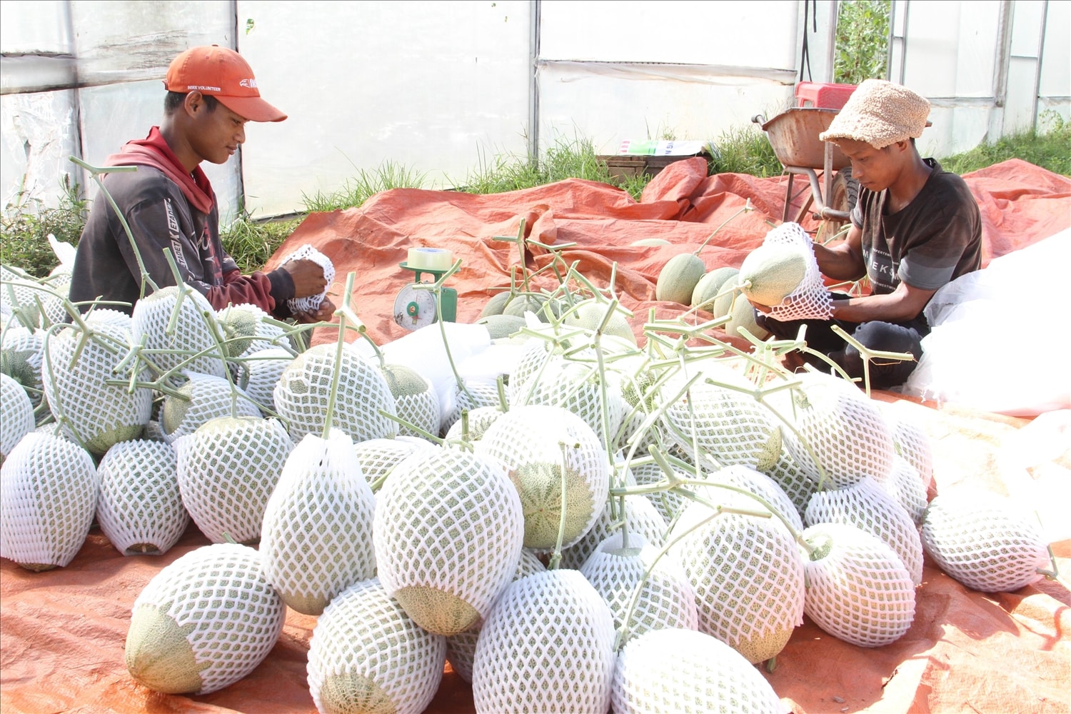 HTX Nông nghiệp công nghệ cao Nam Miền Trung trồng dưa lưới, tạo việc làm thường xuyên cho 10-15 lao động đồng bào Raglay có thu nhập trung bình 5 - 6 triệu đồng/tháng. 