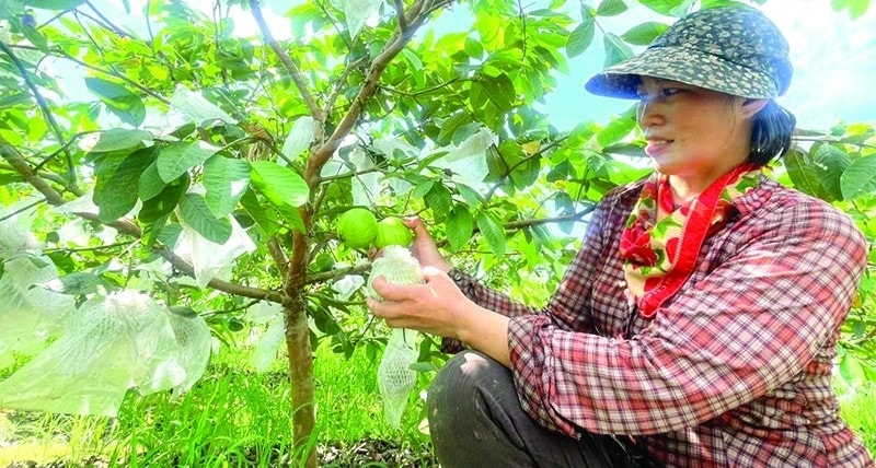 Chị Phan Thị Sâm, thôn Nông Lý, xã Thành Tâm (Thạch Thành) trồng giống ổi lê Đài Loan cho hiệu quả kinh tế cao.