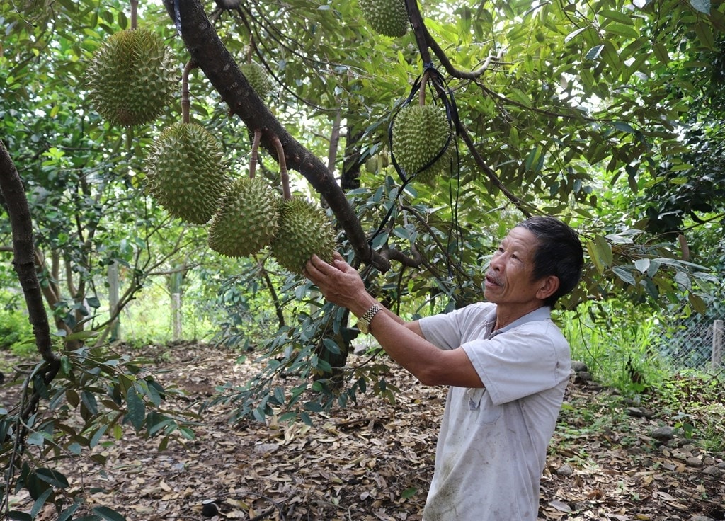 Mô hình trồng sầu riêng ở xã Lâm Sơn, huyện Ninh Sơn, tỉnh Ninh Thuận.