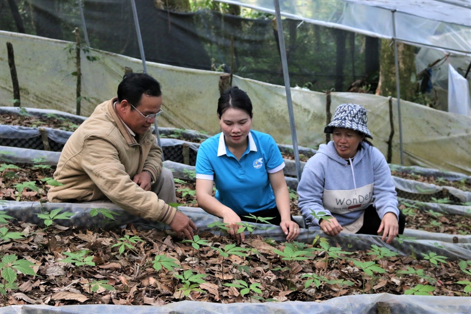 Không chỉ làm giàu cho bản thân, ông A Năng còn hỗ trợ và chia sẻ kinh nghiệm trồng sâm Ngọc Linh cho các hộ dân trong thôn