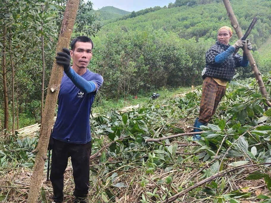 Người dân mong mỏi thoát nghèo từ rừng keo.( Ảnh: Quỳnh Trâm)