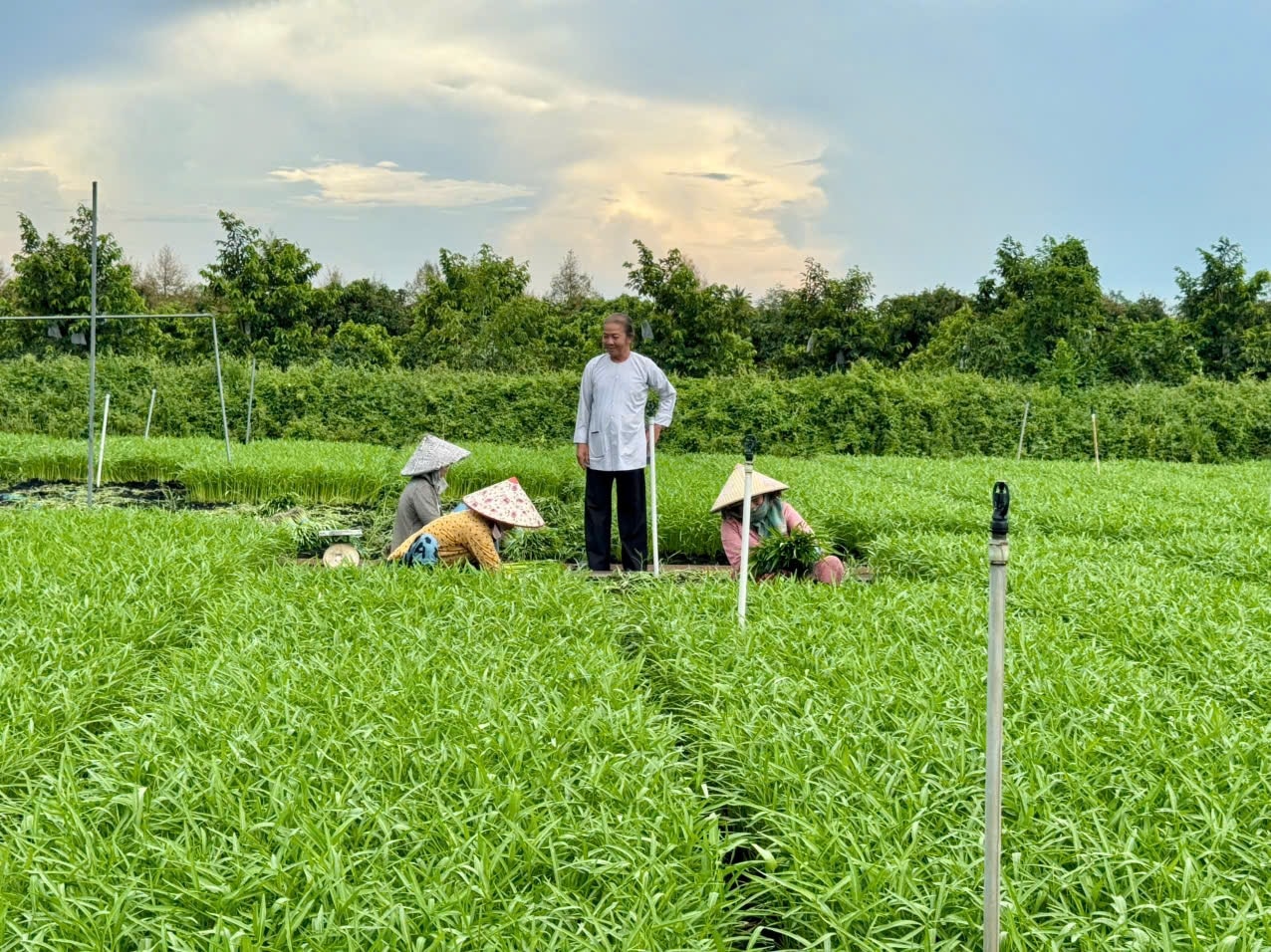 Với mô hình rau an toàn, ông Tám bi đã tạo việc làm cho nhiều thành viên của HTX Rau an toàn Hòa Phát (Ảnh: Hạnh Nguyên) Với mô hình rau an toàn, ông Tám Bi đã tạo việc làm cho nhiều thành viên của HTX Rau an toàn Hòa Phát (Ảnh: Hạnh Nguyên)