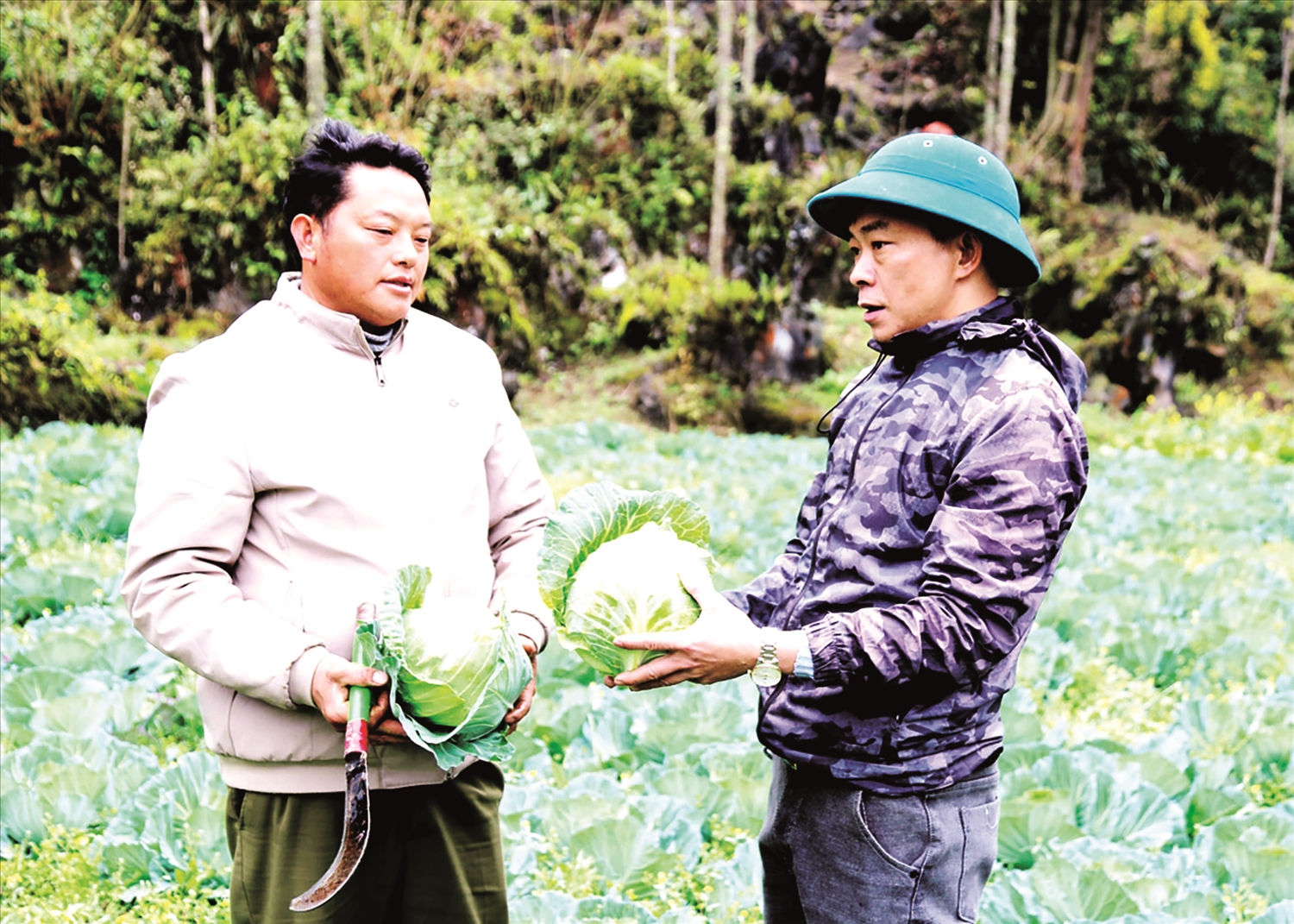 Anh Giàng Seo Chô (bên trái) giới thiệu vườn bắp cải trái vụ chuẩn bị cho thu hoạch Anh Giàng Seo Chô (bên trái) giới thiệu vườn bắp cải trái vụ chuẩn bị cho thu hoạch
