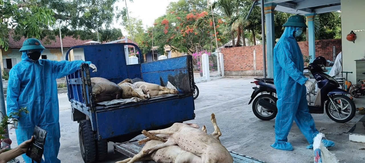 Lực lượng chức năng tiêu huỷ lợn dịch. (Ảnh Huy Trường).