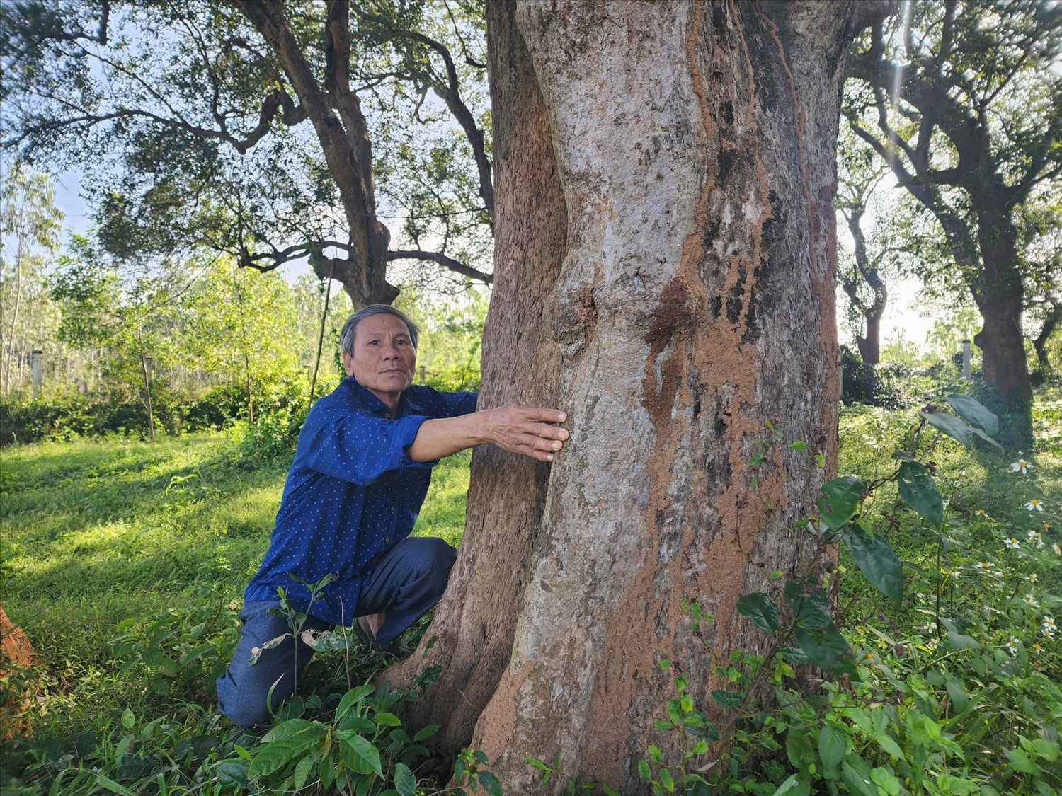 Một cây Kơ nia cổ thụ  tuổi đời hàng trăm năm tại thôn Hoà Mỹ