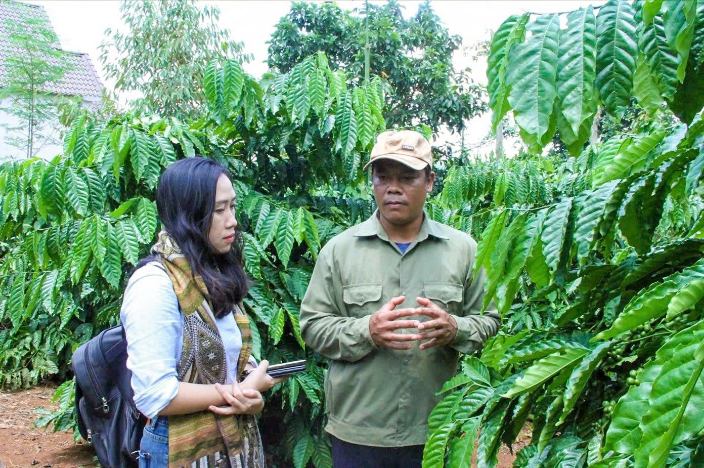 Sau 5 năm tham gia mô hình tái canh cà phê, với cách làm mới canh tác bài bản, chăm sóc khoa học, gia đình anh K’Nich đã có vườn cà phê xanh tốt - Ảnh Lê Hường