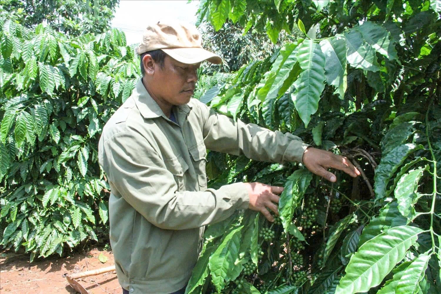 Anh K’Nich áp dụng khoa học kỹ thuật và học tập kinh nghiệm từ nhiều nông dân giỏi để chăm sóc vườn cà phê - Ảnh Lê Hường