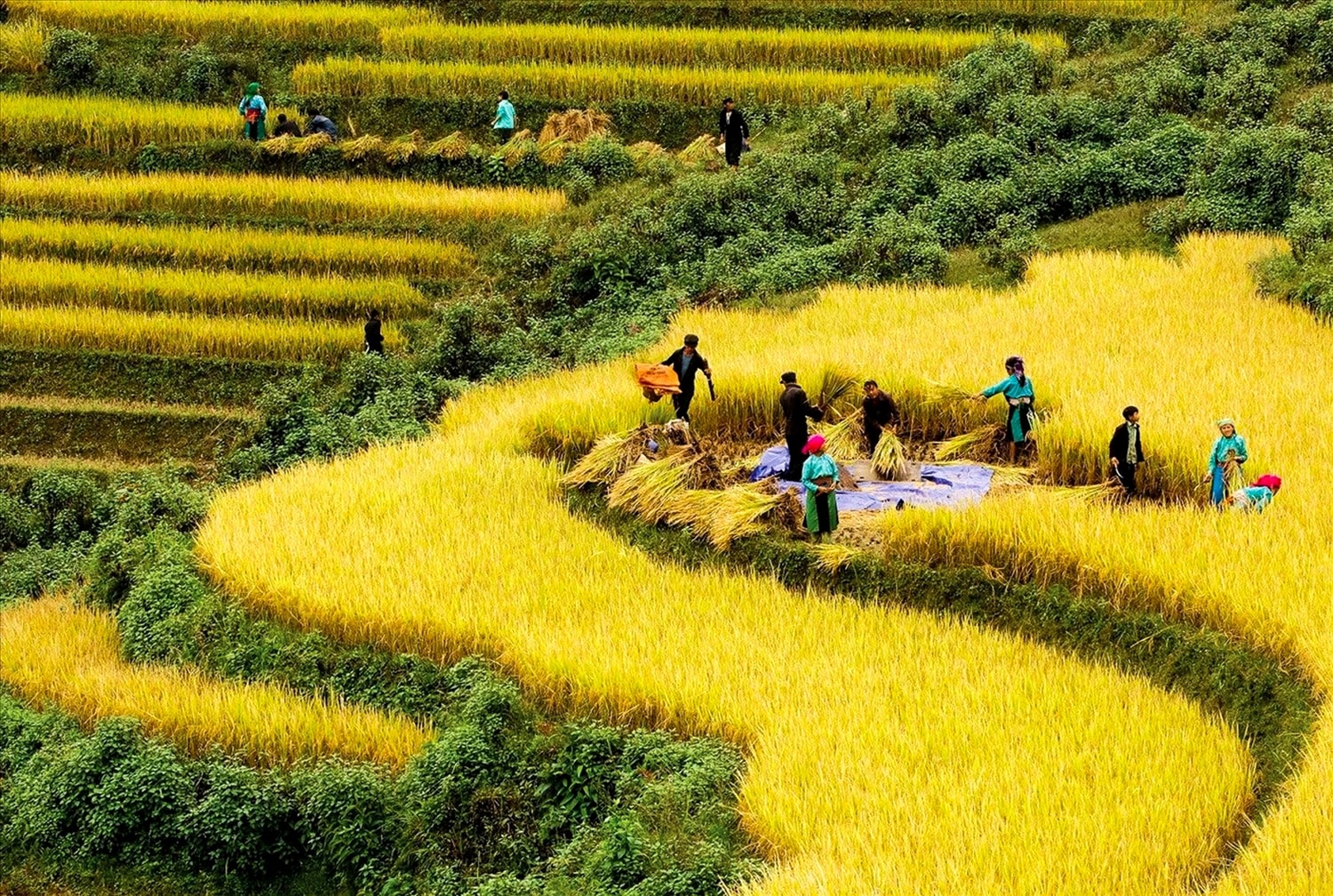Định hướng thực hiện Chương trình MTQG 1719 đoạn II theo quan điểm “địa phương quyết, địa phương làm, địa phương chịu trách nhiệm”.  Trong ảnh: Mùa vàng ấm no ở vùng đồng bào DTTS và miền núi. Ảnh: TL