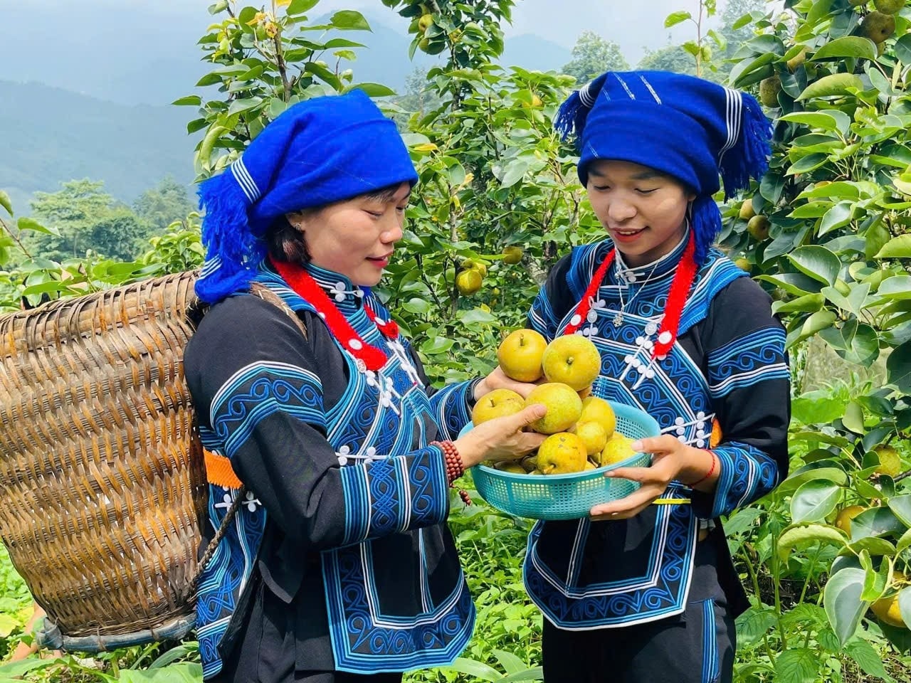 Lê VH6 rất ngọt, mát
