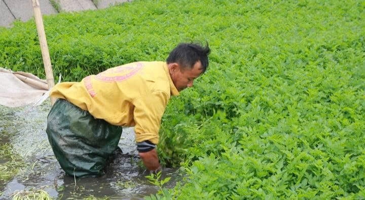 Mặc dù mưa lũ, ảnh hưởng đến rau màu nhưng nhờ được giá, người dân (Quảng Trị) vẫn có thu nhập tốt. Ảnh: ITN