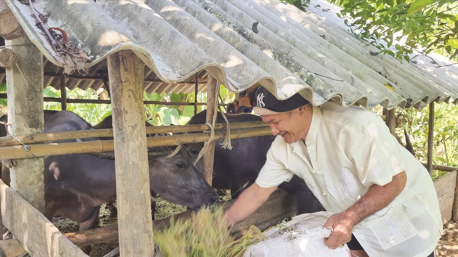 Ông Hà Viết Sỹ, Người có uy tín ở xã Minh Long luôn đi đầu trong phát triển kinh tế gia đình. Ảnh Huy Trường Ông Hà Viết Sỹ, Người có uy tín ở xã Minh Long luôn đi đầu trong phát triển kinh tế gia đình. Ảnh Huy Trường