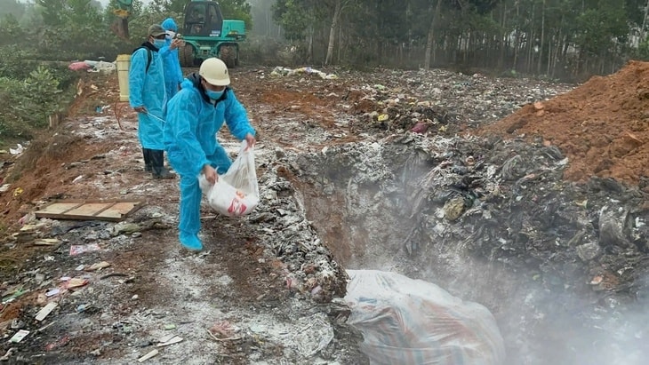 Ngành chăn nuôi và thú y tỉnh Thanh Hóa tiến hành tiêu hủy lợn mắc dịch tả lợn châu Phi(ảnh CTV)