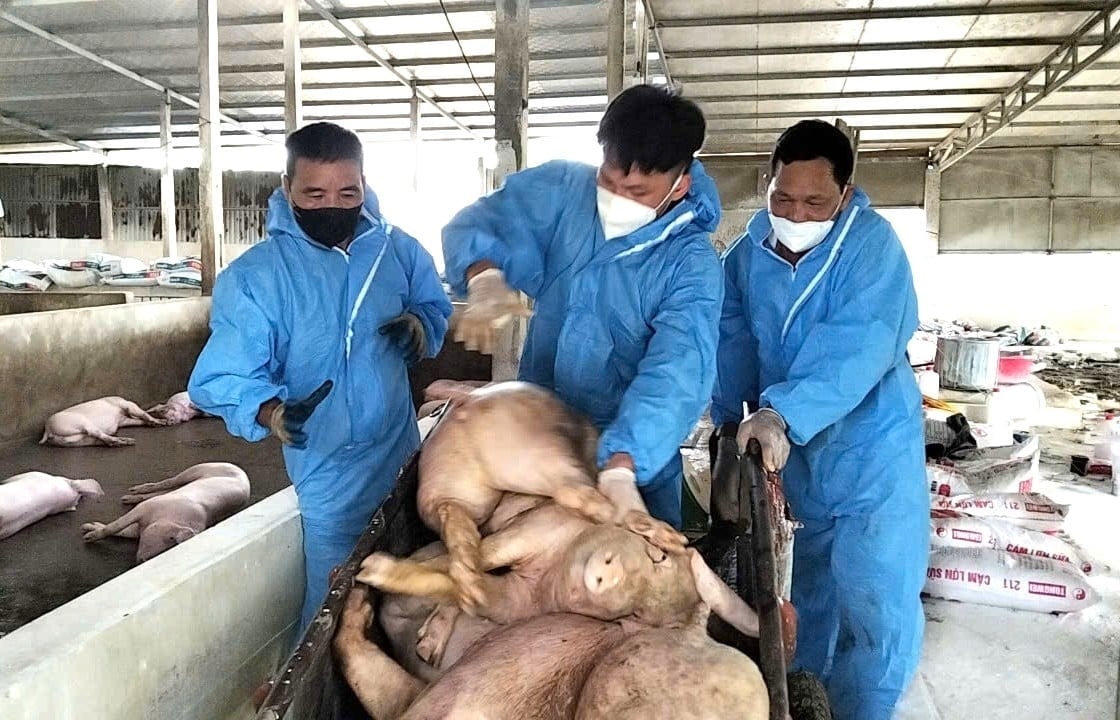 Dịch tả lợn châu Phi bùng phát tại Tuyên Quang hàng ngàn con bị tiêu hủy 