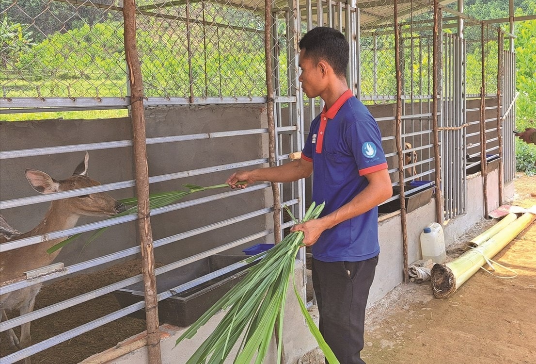 Dự án 3 hỗ trợ người dân nuôi hươu sao lấy nhung theo chuỗi giá trị ngày càng phát huy hiệu quả ở Quảng Nam (TP. Đà Nẵng hiện nay).  Trong ảnh: Gia đình ông Alăng Nhơi phát triển sinh kế từ việc được hỗ trợ 5 con hươu sao
