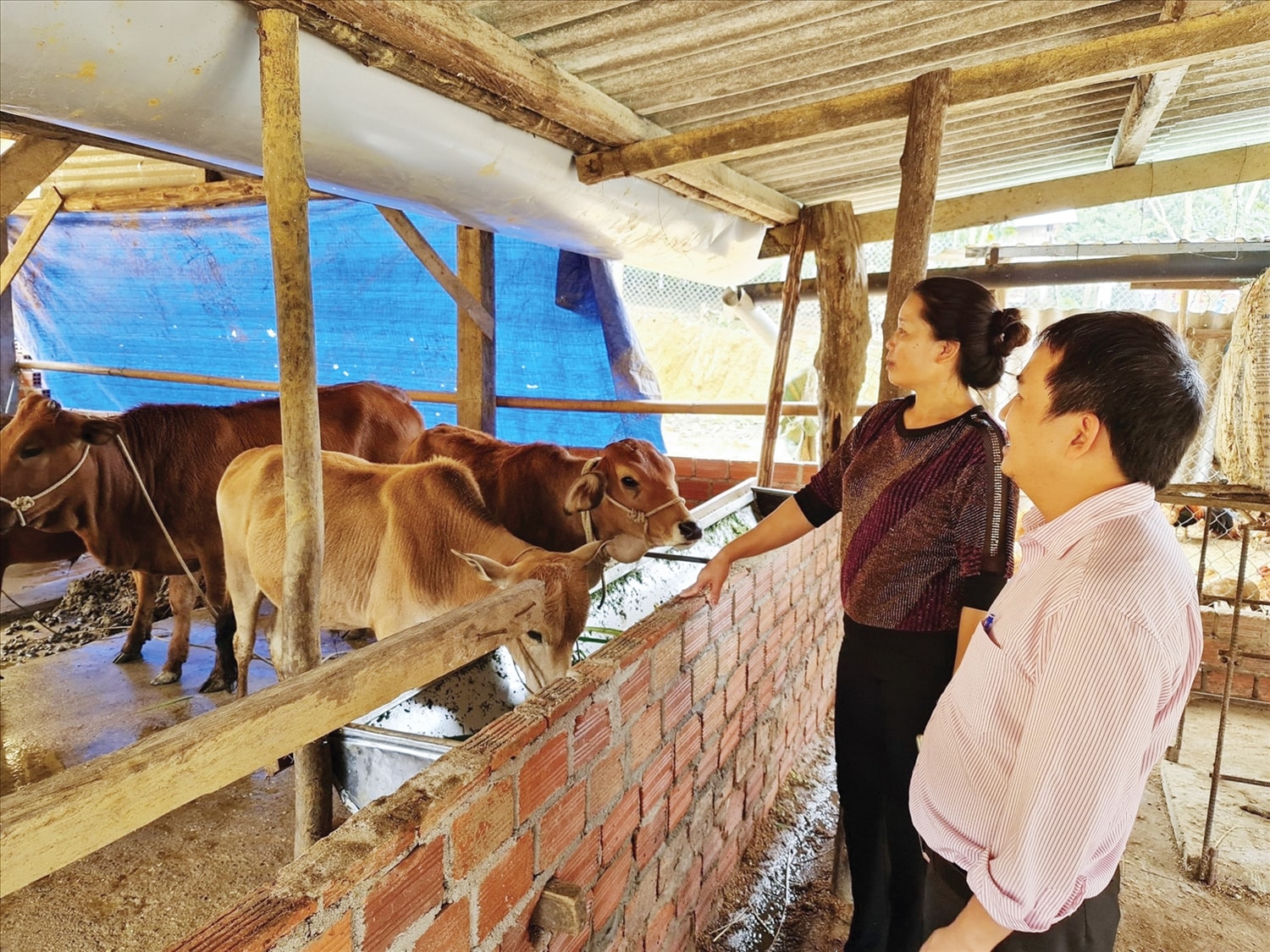 Hàng chục ngàn hộ dân vùng đồng bào DTTS và miền núi được hỗ trợ sinh kế như trâu, bò, dê…  từ nguồn kinh phí Nội dung 1, Tiểu Dự án 2, Dự án 3 Chương trình MTQG 1719.  (Trong ảnh: Người dân xã Phước. Năng, TP. Đà Nẵng được hỗ trợ trâu theo mô hình phát triển sản xuất theo chuỗi giá trị)