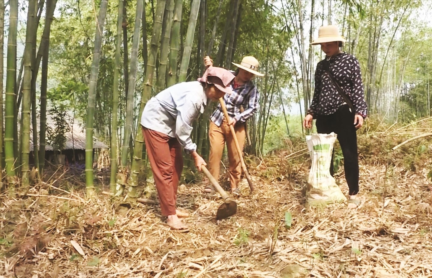 Người dân Thiên Phủ làm cỏ, chăm sóc đồi rừng Người dân Thiên Phủ làm cỏ, chăm sóc đồi rừng