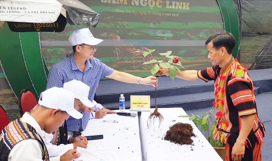 Hội thi sâm Ngọc Linh thu hút nhiều người tham gia. (Ảnh Trà Mai) Hội thi sâm Ngọc Linh thu hút nhiều người tham gia. (Ảnh Trà Mai)