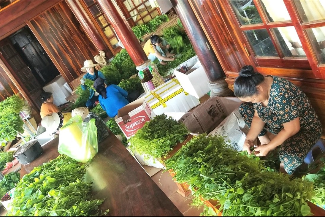 Thành viên HTX phân loại, đóng gói rau bò khai để xuất bán ra thị trường