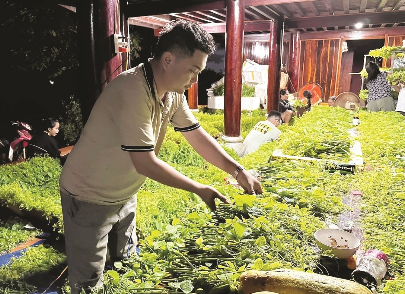 Anh Hoàng Văn Hiệu, Giám đốc HTX Nông nghiệp và Dịch vụ Cao Bằng luôn mong muốn mở rộng, phát triển diện tích trồng rau bò khai
