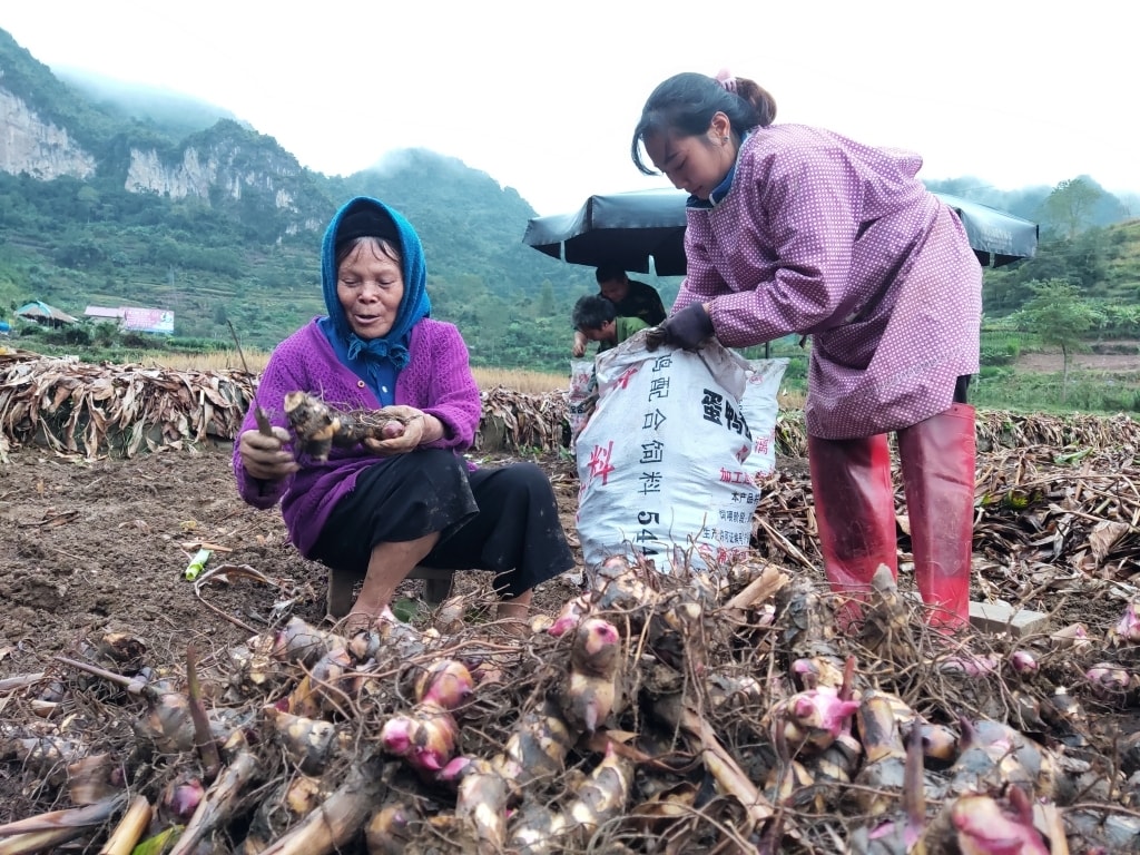 Trong giai đoạn 2021 - 2025, các địa phương đã triển khai 403 dự án hỗ trợ phát triển sản xuất theo chuỗi giá trị (Ảnh minh họa) 