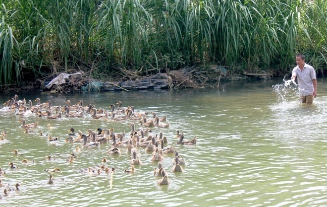 Mô hình chăn nuôi vịt bầu Minh Hương ở tỉnh Tuyên Quang đã và đang góp phần mở lối thoát nghèo cho đồng bào DTTS ở địa phương (Ảnh minh họa)