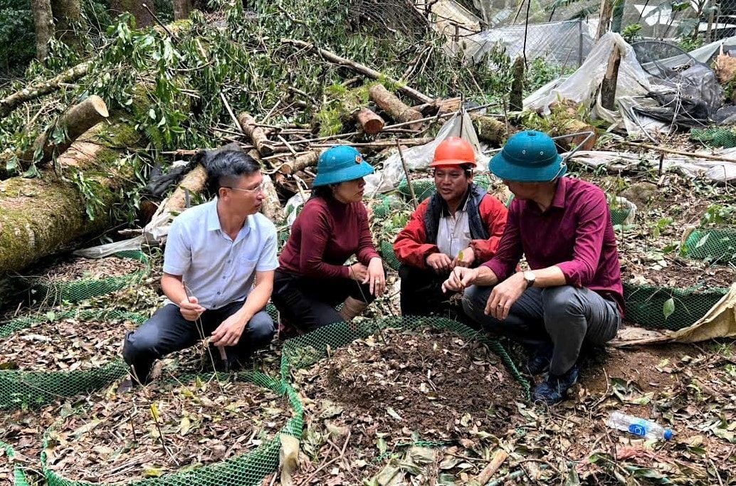 Lãnh đạo UBND xã Măng Ri thăm hỏi, động viện hộ ông A Phân (thứ 2 từ phải sang) có 400 gốc sâm Ngọc Linh bị thiệt hại do mưa bão. (Ảnh: Ngọc Chí) Lãnh đạo UBND xã Măng Ri thăm hỏi, động viên hộ ông A Phân (thứ 2 từ phải sang) có 400 gốc sâm Ngọc Linh bị thiệt hại do mưa bão. (Ảnh: Ngọc Chí)