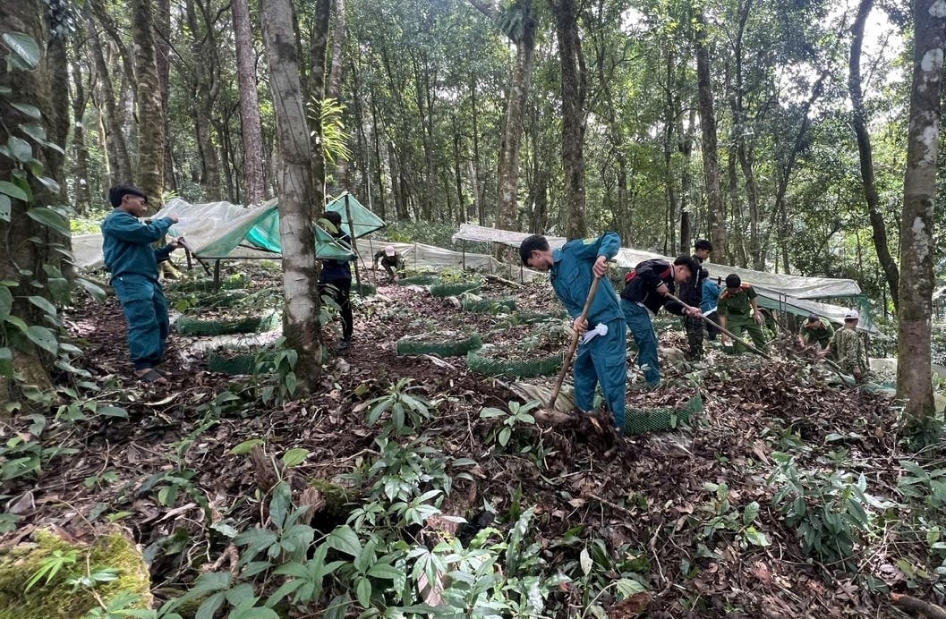 Các thành viên Tổ công tác giúp các hộ dân khôi phục lại vườn sâm Ngọc Linh bị thiệt hại do mưa bão. (Ảnh: Ngọc Chí) Các thành viên Tổ công tác giúp các hộ dân khôi phục lại vườn sâm Ngọc Linh bị thiệt hại do mưa bão. (Ảnh: Ngọc Chí)