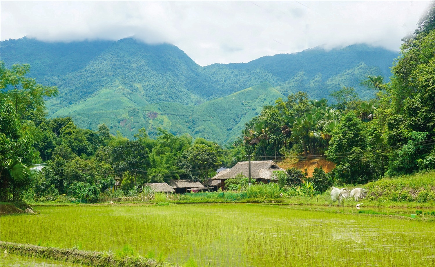 Những ngôi nhà sàn ẩn hiện dưới những đồi cọ, rặng tre  tạo nên bức tranh phong cảnh tuyệt đẹp