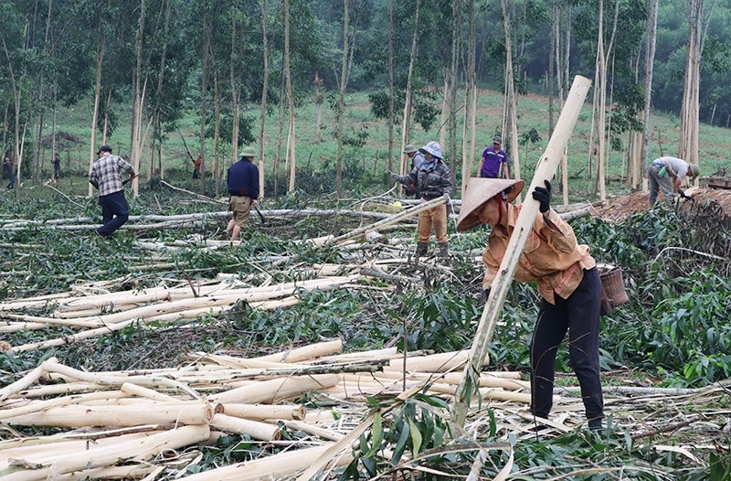 Nghệ An hiện có khoảng 25.000ha rừng được cấp chứng chỉ FSC - Trong ảnh: Thu hoạch rừng nguyên liệu ở xã Cam Phục (Nghệ An)