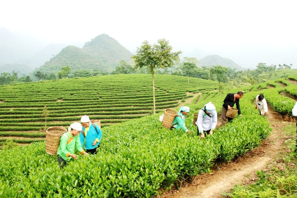 Chè là một trong những cây trồng chủ lực có giá trị kinh tế cao của xã Mường Khương (ảnh Trọng Bảo)